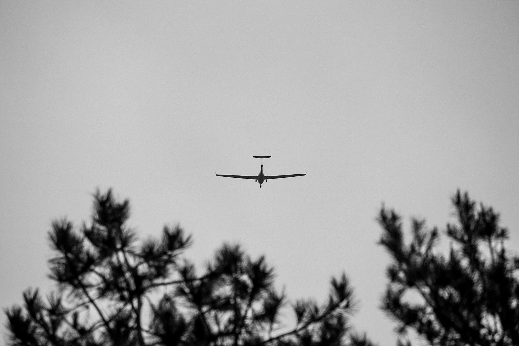 Monochrome silhouette of a glider flying above pine trees in Lommel, Belgium.